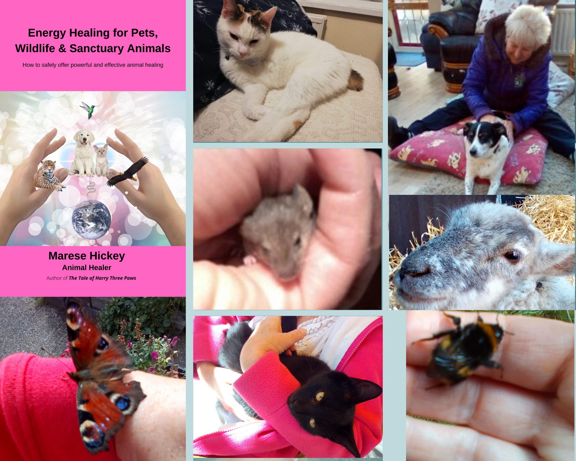 Energy Healing for Pets, Wildlife & Sanctuary Animals – The Write of My Life